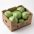 Fresh Green Cabbage