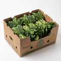 Fresh Spinach Bunches