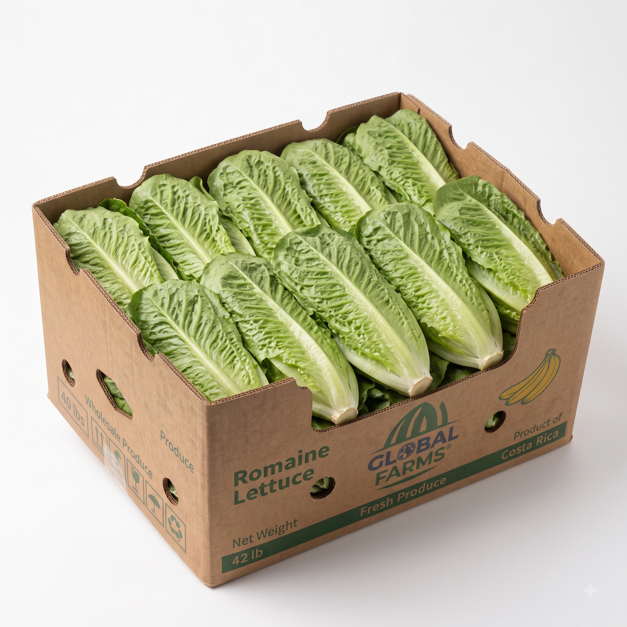Fresh Romaine Lettuce