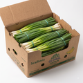 Fresh Green Scallions & Green Onions