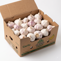 Colossal Purple/White Garlic